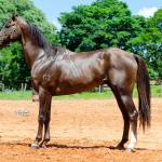 LOTE 002 - TUX CORONA G2