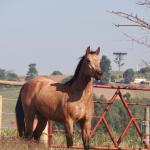 LOTE 016 - LUNA HELLUVA MISTER