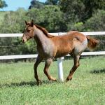 LOTE 005 - CATILLAC BET VRA