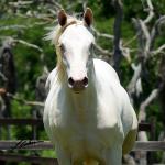 LOTE 005 - TWICE GALLO STEP
