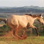 LOTE 011 - REYDIOACTIVE JPJ