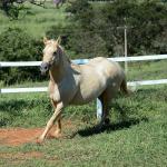 LOTE 010 - JABALENA STAR (2x1)