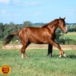 LOTE 007 - KINGS HEAVEN REY B3