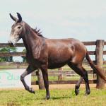 LOTE 009 - BAILARINA