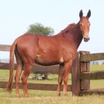 LOTE 018 - CARRAPICHO