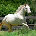 LOTE 005 - TWICE GALLO STEP