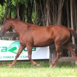LOTE 007 - ZEVITA JAYBEE THISTU