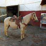LOTE 006 - YOLLANDA WARS