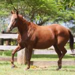 LOTE 007 - ZEVITA JAYBEE THISTU