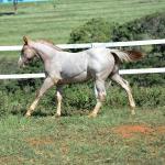 LOTE 012 - PRECIOUS BET VRA