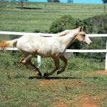 LOTE 016 - KYLE GUN VRA