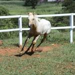 LOTE 018 - POPSANDBANGS VRA