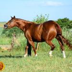 LOTE 013 - SOLTERA REY PEP B (2x1)