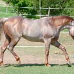 LOTE 004 - WINNIN NITRO LENA