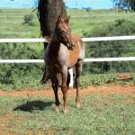LOTE 005 - CATILLAC BET VRA