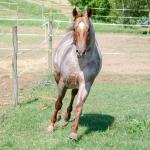 LOTE 004 - WINNIN NITRO LENA