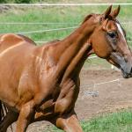 LOTE 011 - MY FIRST FLY