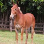 LOTE 012 - DAMA