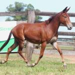 LOTE 013 - OURO FINO