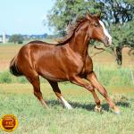 LOTE 007 - KINGS HEAVEN REY B3