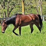LOTE 005 - JACK FAME M FISHERS
