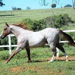 LOTE 001 - SPOTTISH