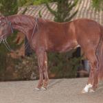 LOTE 013 - FINNAGAN DANCER