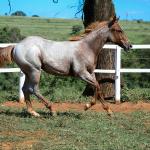 LOTE 002 - DUCATTI CAT VRA