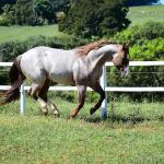 LOTE 001 - SPOTTISH
