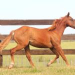 LOTE 014 - SAN JAY BUENO