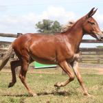 LOTE 021 - DIAMANTE
