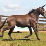 LOTE 009 - BAILARINA