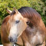 LOTE 008 - DREAM RUSTER DU VAL