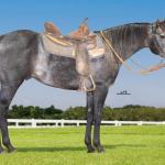 LOTE 006 - MY ZORRERO BOY
