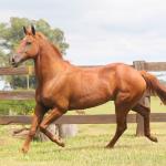 LOTE 005 - HUNTER ZORRERO OAK