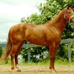 LOTE 001 - ALFAZEMA ROSE