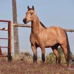LOTE 016 - LUNA HELLUVA MISTER