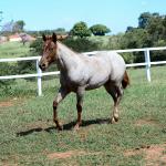 LOTE 003 - DALLARA CAT VRA