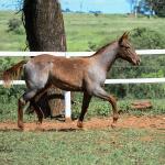 LOTE 005 - CATILLAC BET VRA