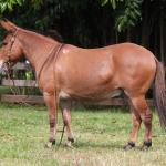 LOTE 014 - SORVETE