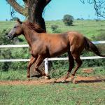 LOTE 009 - CHRISTY RED CAT (2x1)