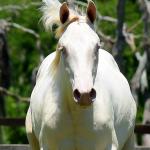 LOTE 005 - TWICE GALLO STEP