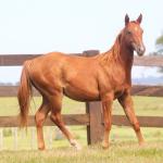 LOTE 014 - SAN JAY BUENO