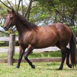 LOTE 012 - KINDA APOLLO THISTU