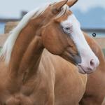 LOTE 012 - HOLLYWOOD WHITEY