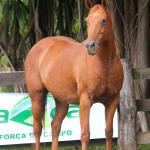 LOTE 018 - TIROLESA TO FLY EDU