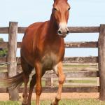 LOTE 003 - TRES PINTAS