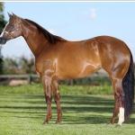 LOTE 003 - EMBRIÃO EFETIVADO - CORONA FIREBALL x CORONA TRÊS G2