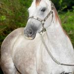 LOTE 001 - KEYS GRAY Z