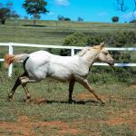 LOTE 018 - POPSANDBANGS VRA